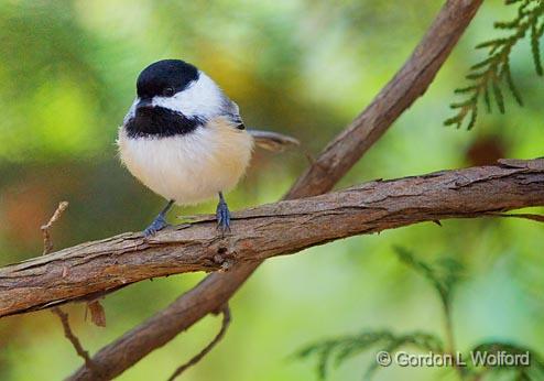 Chickadee On A Branch_52014.jpg - Black-Capped Chickadee (Poecile atricapillus) photographed at Ottawa, Ontario - the capital of Canada.